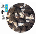 Fresh Morel Mushrooms Wild From Yunnan China